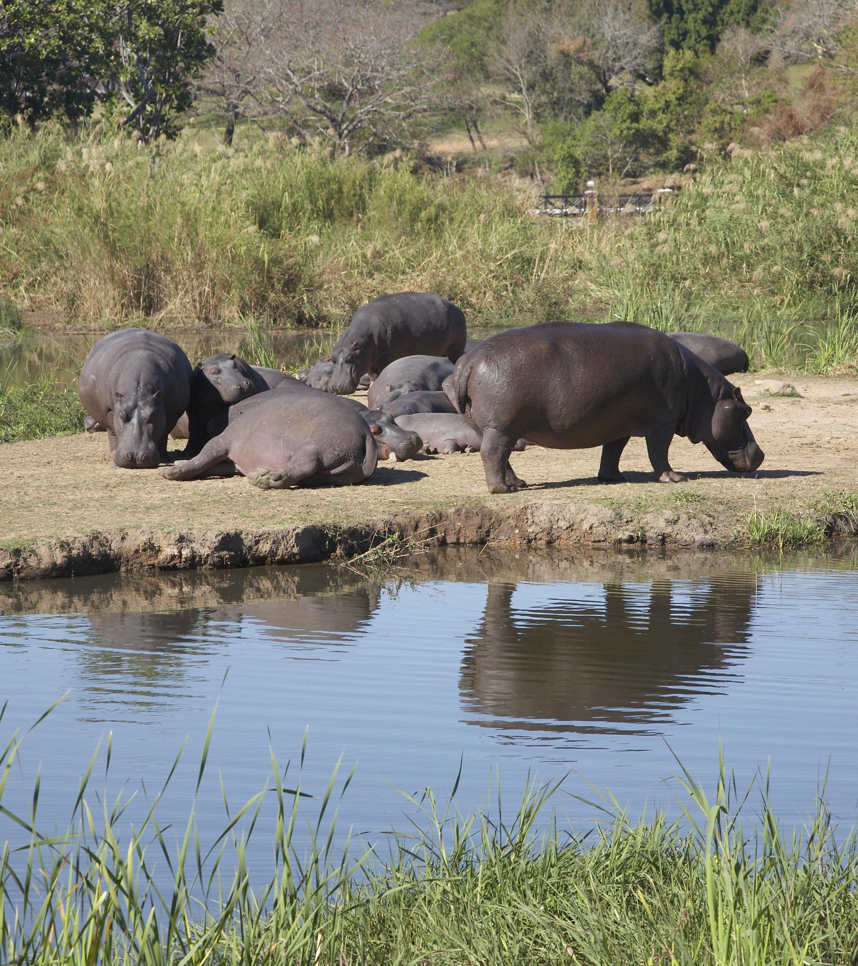 Sabi River Sun Resort Hazyview Bagian luar foto